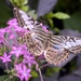 Pastel Colored Butterfly on Pink Flower by marylandgirl58
