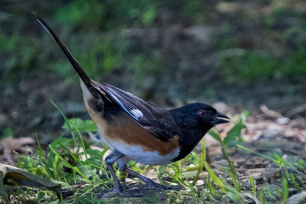 Eastern Towhee by kvphoto