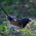 Eastern Towhee