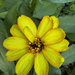 Zinnia