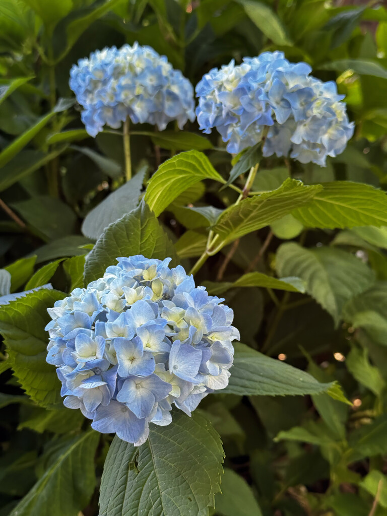 Hydrangea by k9photo
