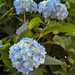 Hydrangea