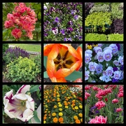 23rd May 2025 - Spring flowers 