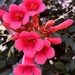Trumpet flower