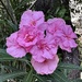 Oleander