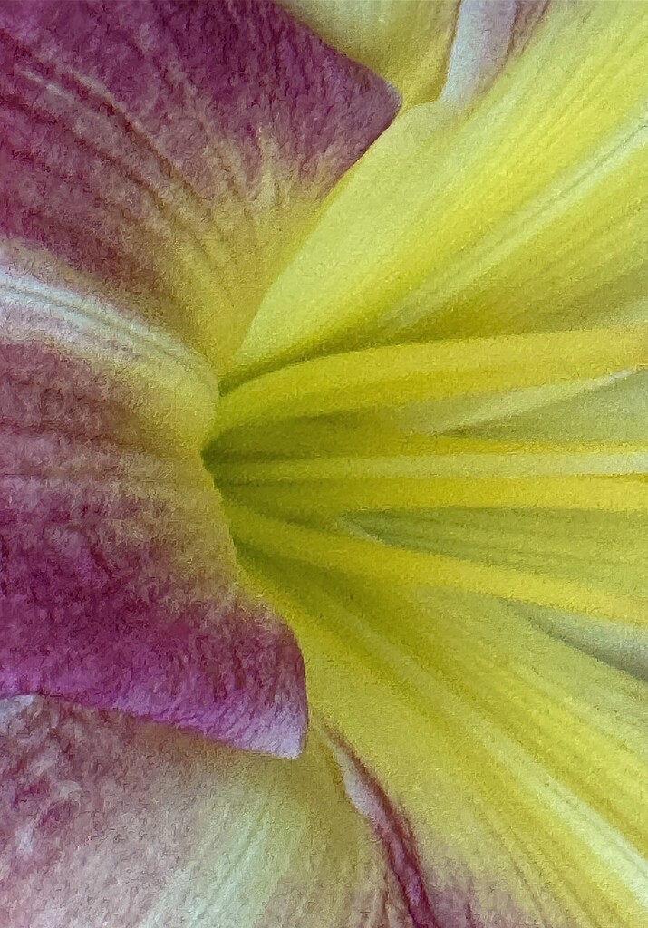 Day Lily by congaree