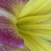 Day Lily
