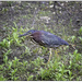 Green Heron