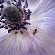 23rd May 2025 - Stigm-ant