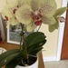 Orchid 
