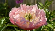 23rd May 2025 - Peony 2