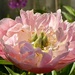 Peony 2