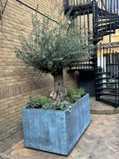 23rd May 2025 - Beautiful Olive tree 
