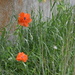 Wild Poppies