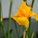 Yellow Iris