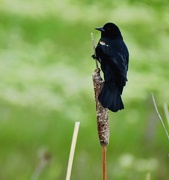 23rd May 2025 - Red-winged Blackbird