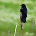 Red-winged Blackbird