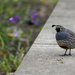 Quail Crossing