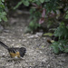 Towee at Finley