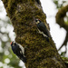 Acorn Woodpeckers Hunting Together