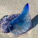 Portugese Man of War