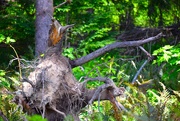 23rd May 2025 - Tree Stump Monster