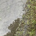 Half Puddle, Half Seeds