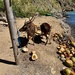 Deers eating coconuts. 