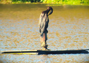 24th May 2025 - Is It A Statue Or ~