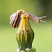 The SNAIL by fayefaye