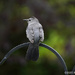 Catbird in the Yard