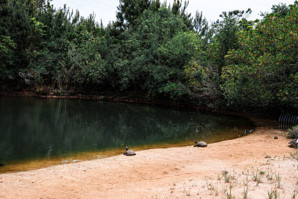 Outer Banks Turtles by kaoscoder