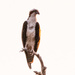 Osprey In the Evening Sky!