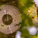Spider Web in the Sunlight!