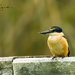 Kingfisher