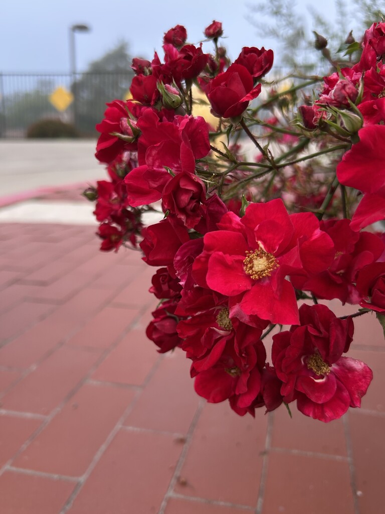 Roses at Work by loweygrace