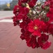 Roses at Work