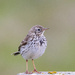 Meadow Pipit