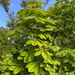 Chestnut Tree