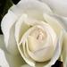 White Rose  by jeremyccc