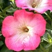 Petunias