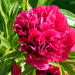 peony