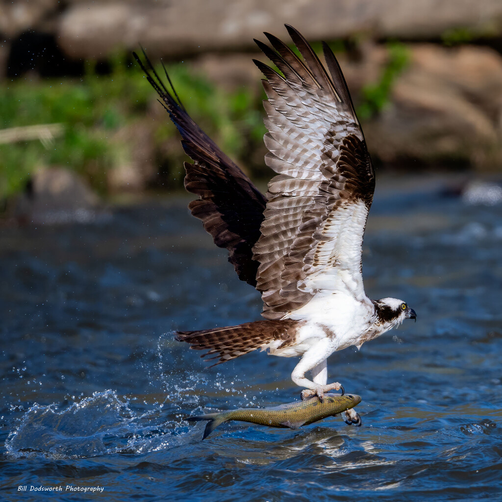 Now that's a big fish! by photographycrazy