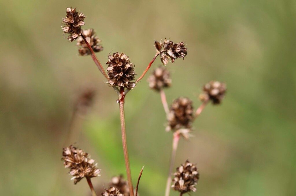 Seed heads of Luzula bulbosa... by marlboromaam