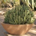potted beauty