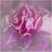 When life is like a rose