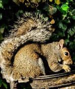 24th May 2025 - Nature's Vacuum Cleaner