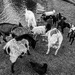 Feeding time-4
