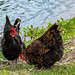 A couple of good looking chicks