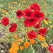 Poppies